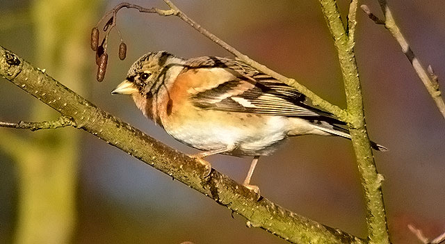 Brambling