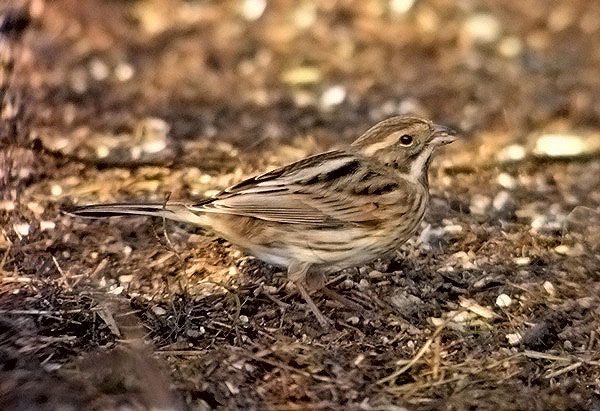 Reed Bunting