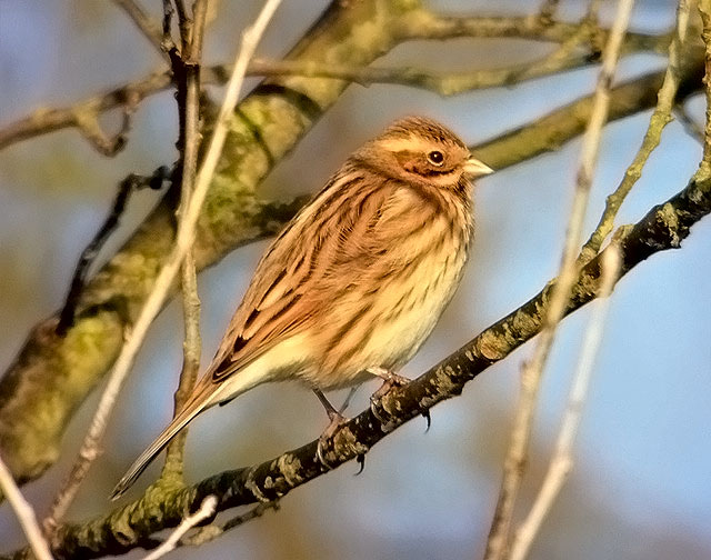 Reed Bunting