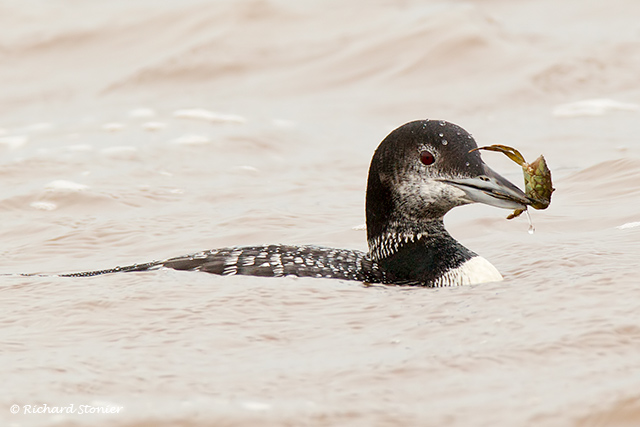 Great Northern Diver
