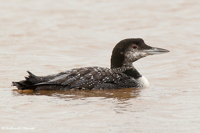 Great Northern Diver