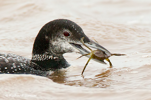 Great Northern Diver