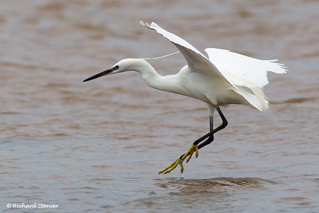 Little Egret