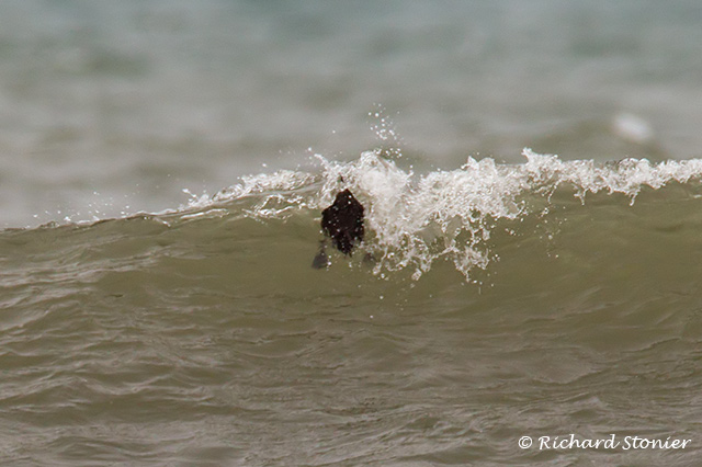 Surf Scoter