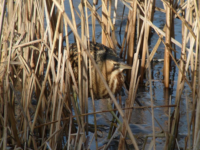 Bittern