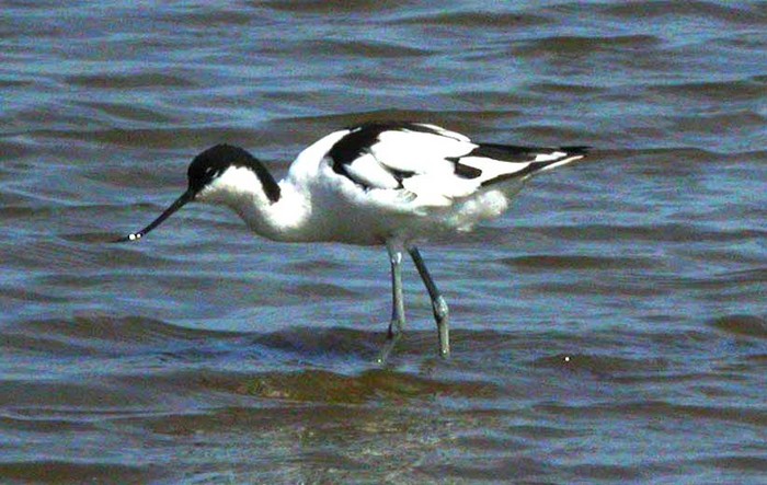 Avocet