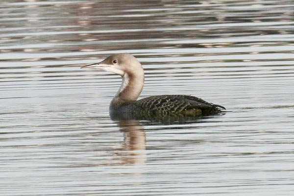 Pacific Diver