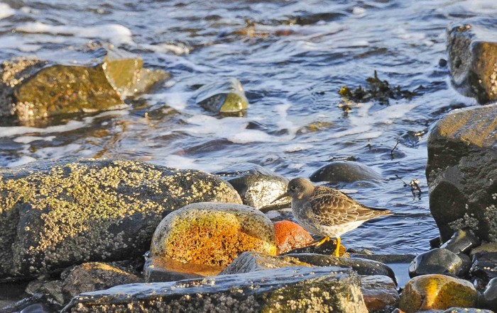 Purple Sandpiper