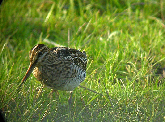 Snipe