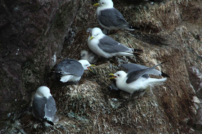 Kittiwake