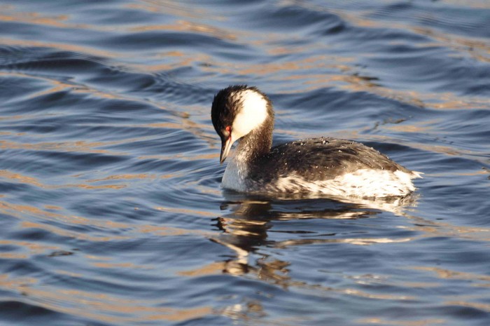 Slavonian Grebe