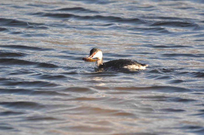 Slavonian Grebe