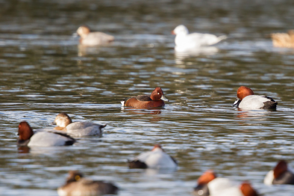 Ferruginous Duck