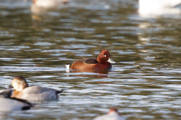 Ferruginous Duck