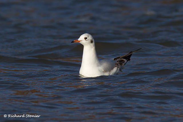 Black-headed Gull