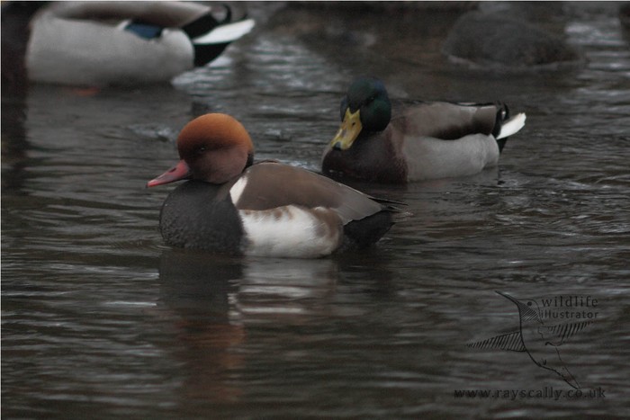 Red-crested Pochard