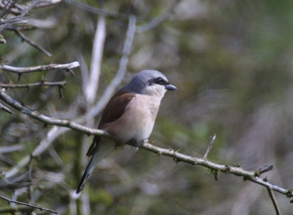 Red-backed Shrike