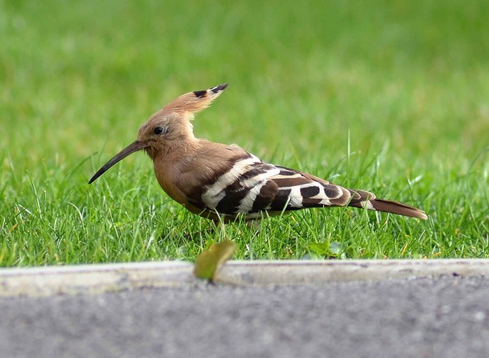 Hoopoe
