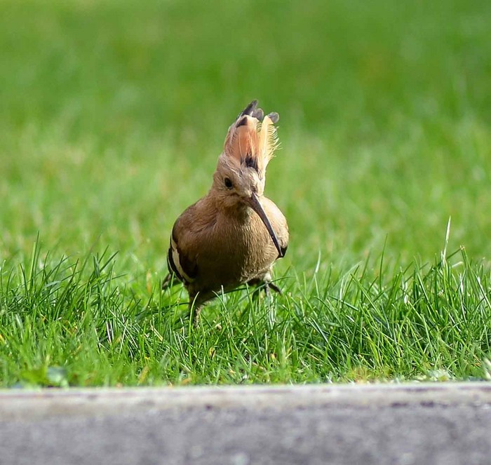 Hoopoe