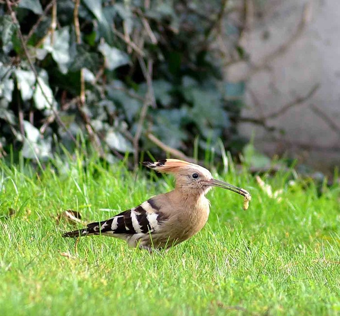 Hoopoe
