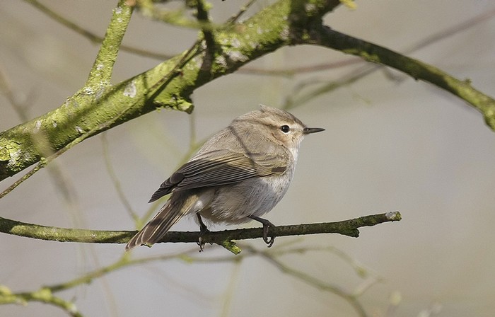 Siberian Chiffchaff