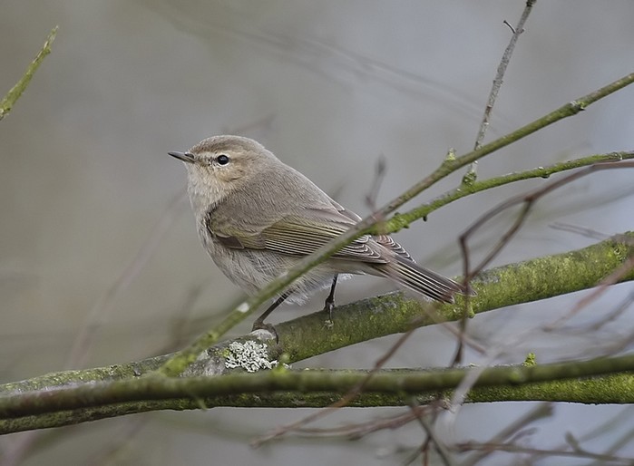Siberian Chiffchaff