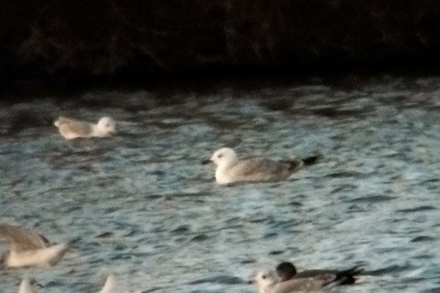 Caspian Gull