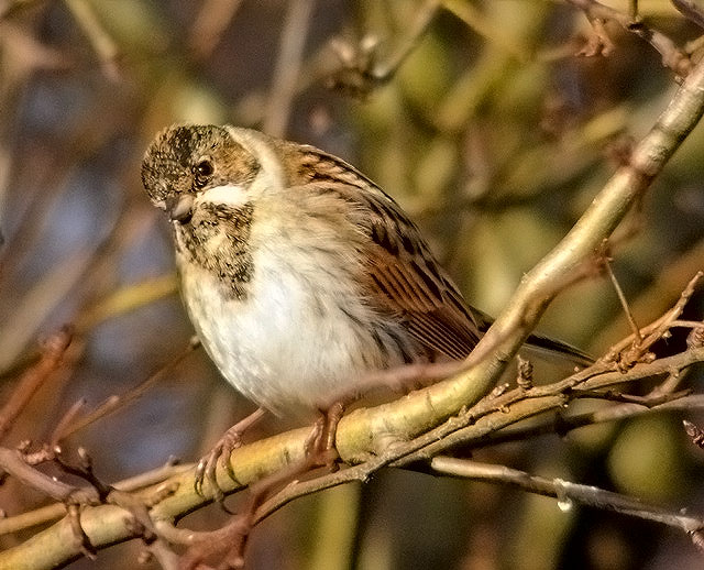 Reed Bunting
