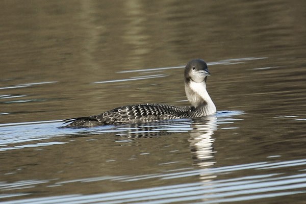 Pacific Diver