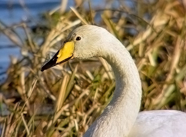 Whooper Swan
