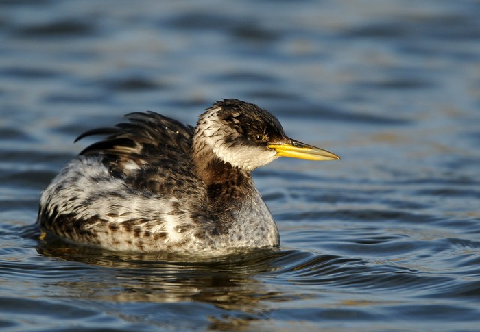 Red-necked Grebe