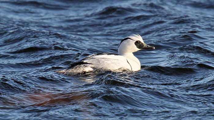 Smew