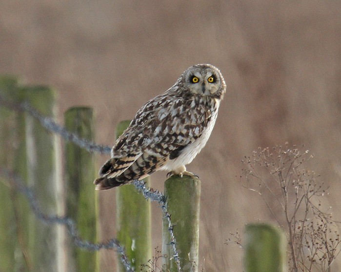 Short-eared Owl