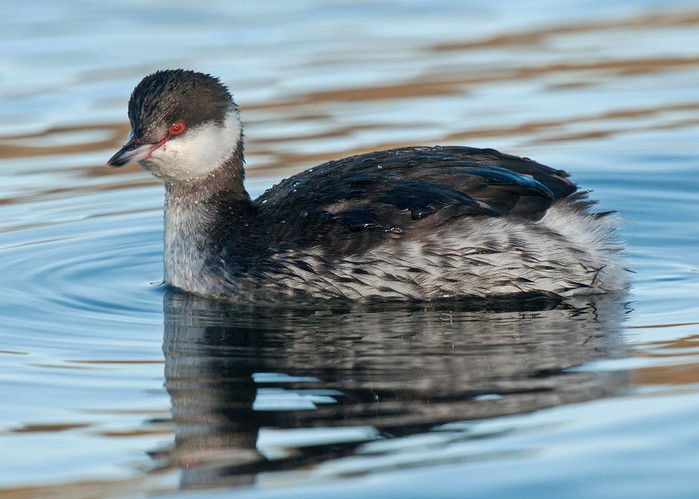 Slavonian Grebe