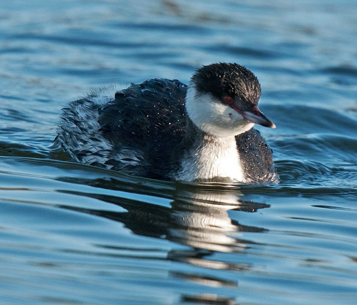 Slavonian Grebe