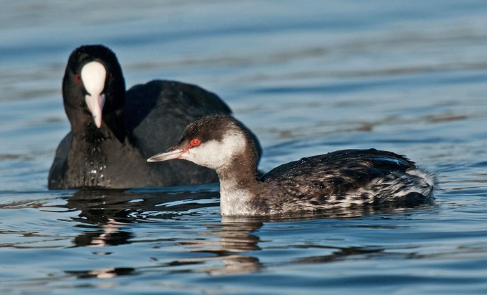 Slavonian Grebe