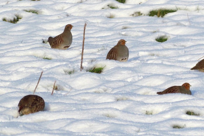 Grey Partridge