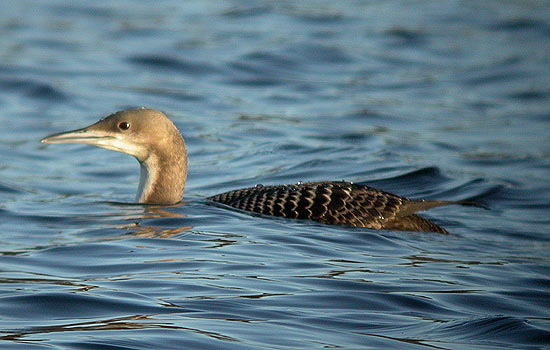 Pacific Diver