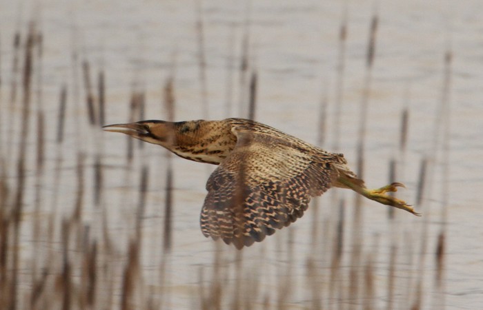 Bittern