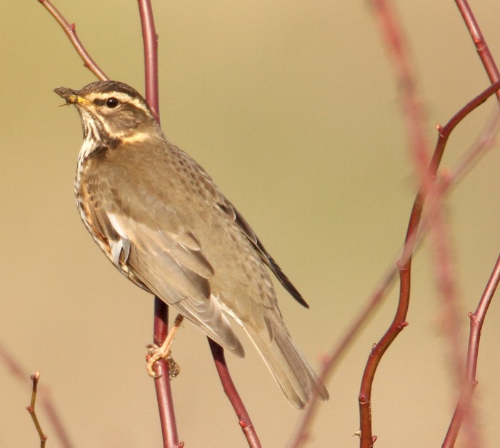 Redwing