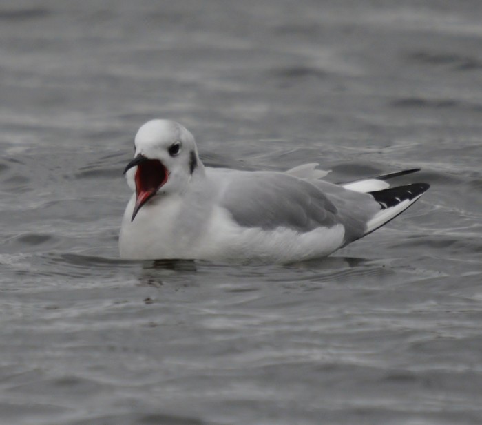 Bonaparte's Gull