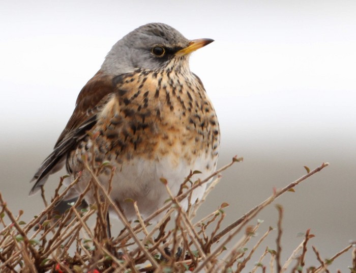 Fieldfare
