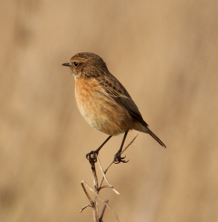 Stonechat