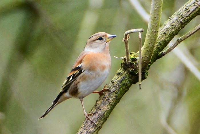 Brambling