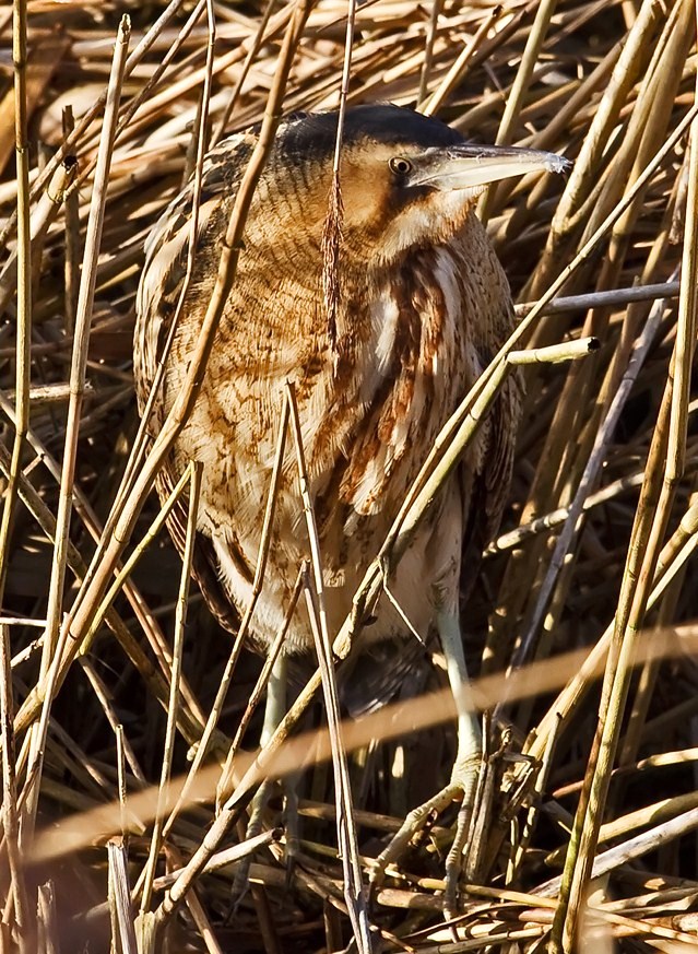 Bittern
