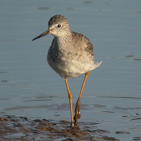 Lesser Yellowlegs