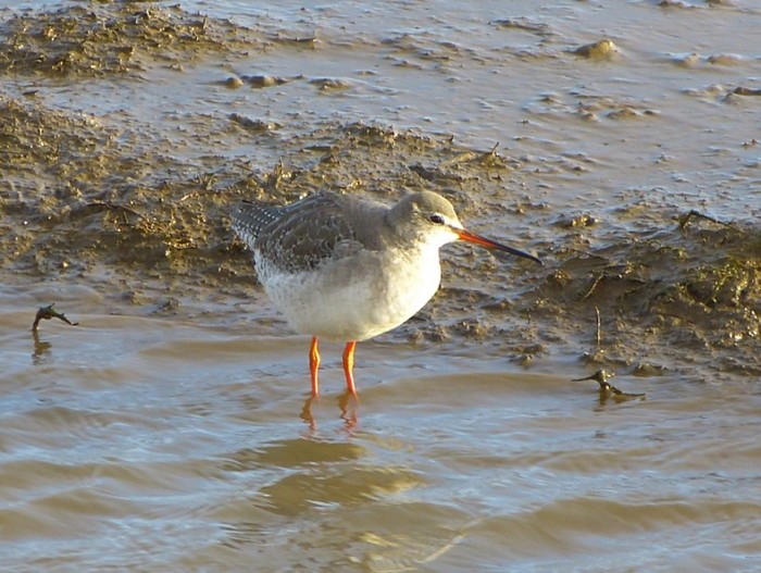 Spotted Redshank