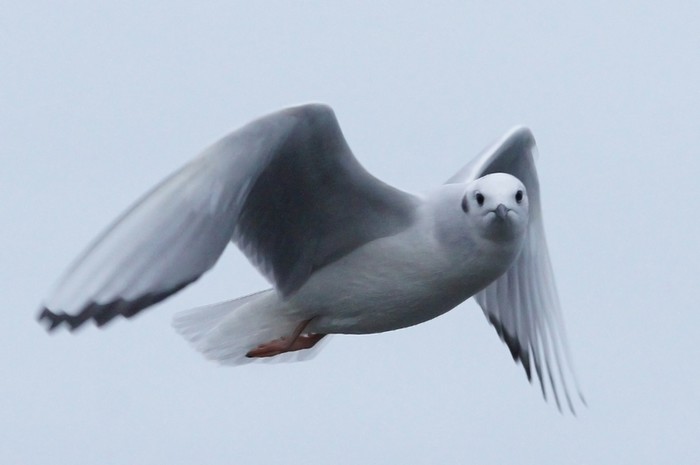 Bonaparte's Gull