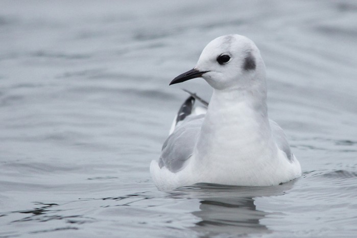 Bonaparte's Gull