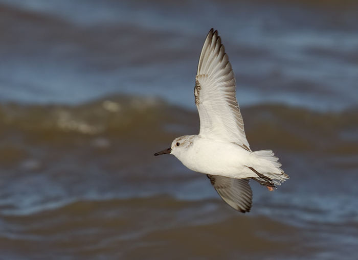 Sanderling